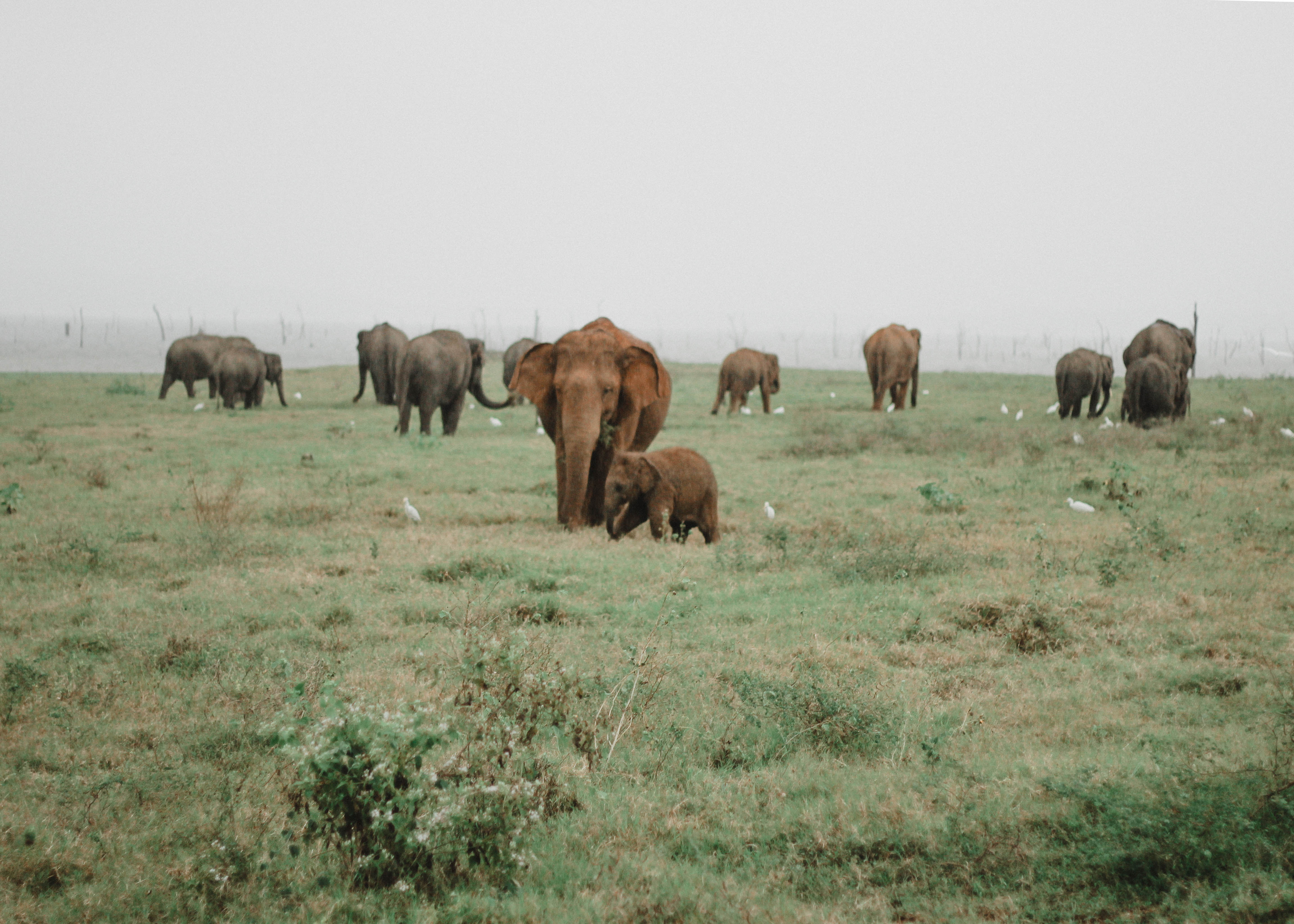 The Unreal Travel Moment Of Kaudulla National Park (photo Diary) - City ...