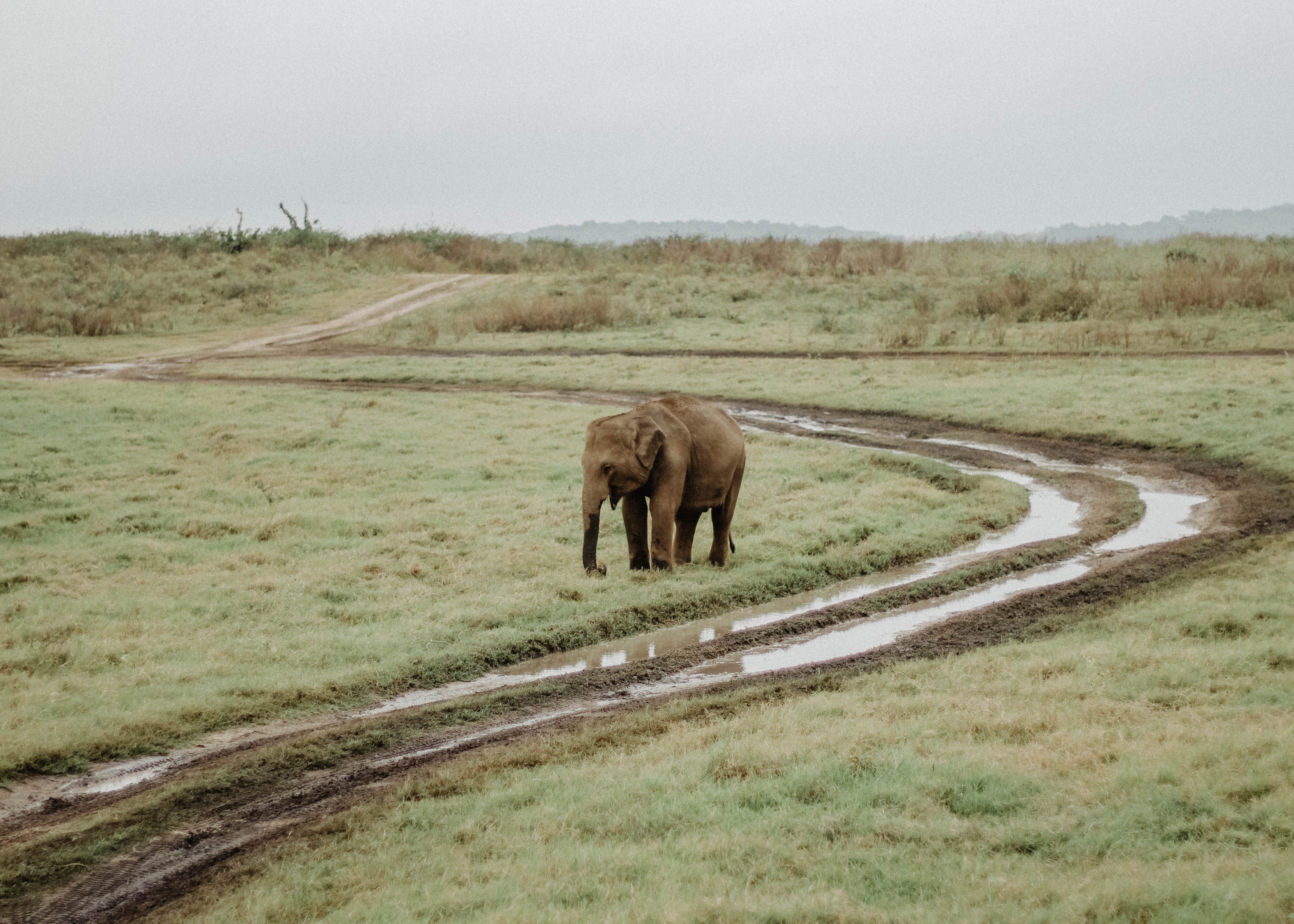 The Unreal Travel Moment Of Kaudulla National Park (photo Diary) - City ...