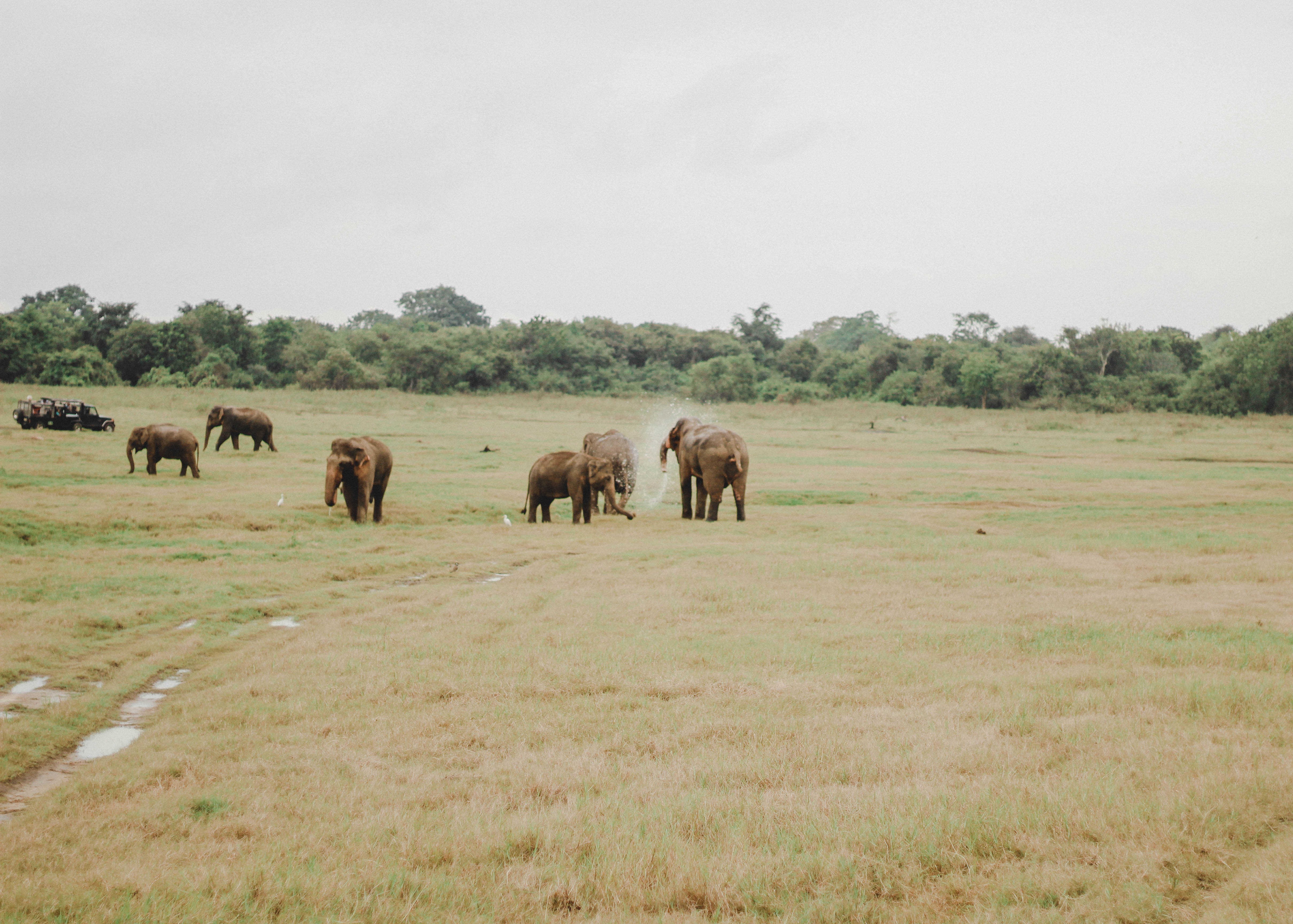 The Unreal Travel Moment Of Kaudulla National Park (photo Diary) - City ...