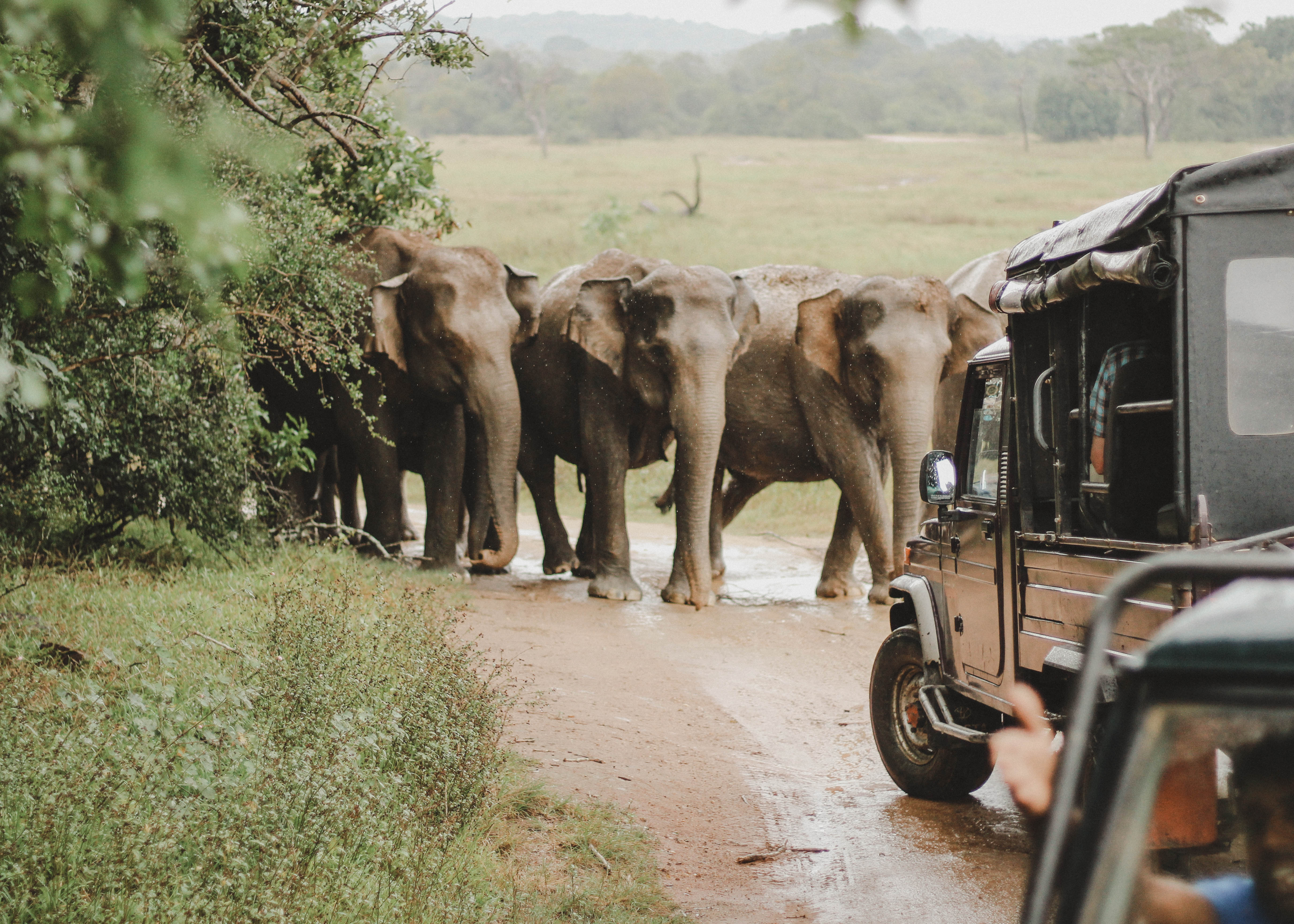 Kaudulla National Park Safari - City And See Travel Blog